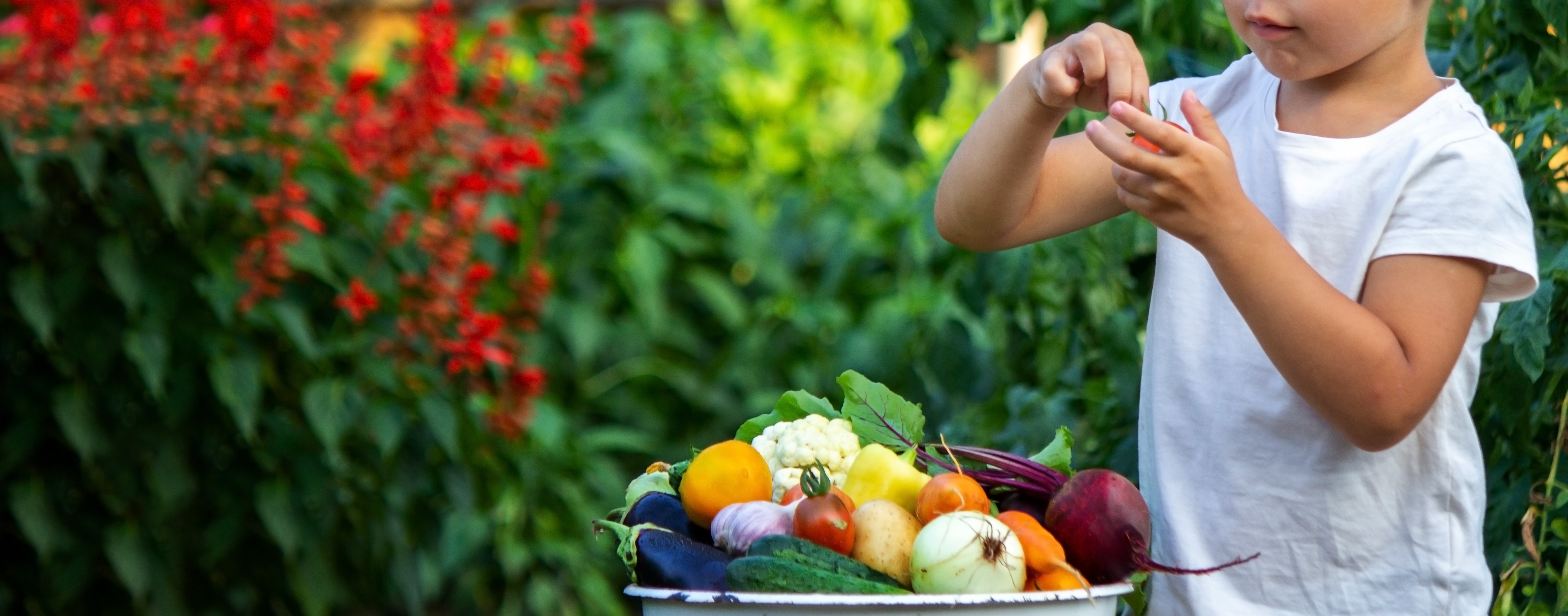 Enfant devant un sceau rempli de légumes