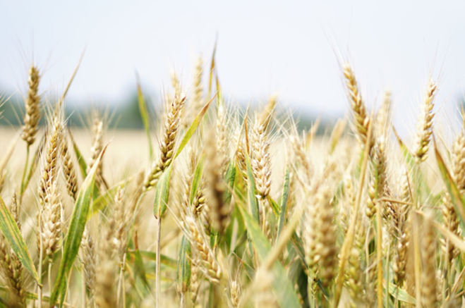 Photo d'un champs de blé 
